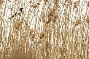 Eurasian Magpie perched on marsh grass Castilla La Manch