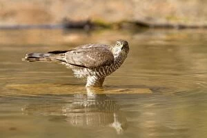 Images Dated 26th February 2012: Eurasian / Northern Sparrowhawk - adult female