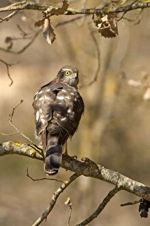 Images Dated 26th February 2012: Eurasian / Northern Sparrowhawk - adult female - in tree
