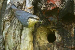 Images Dated 19th April 2011: Eurasian Nuthatch - adult beside its breeding burrow