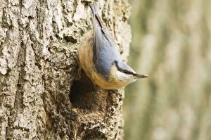 Images Dated 10th April 2008: Eurasian Nuthatch - Building nest