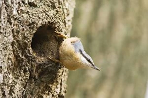 Eurasian Nuthatch - Building nest