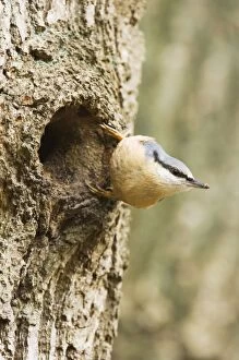 Images Dated 10th April 2008: Eurasian Nuthatch - Building nest