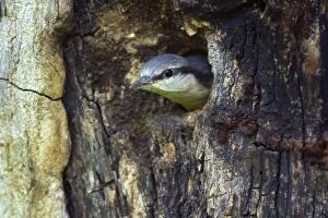 Images Dated 3rd May 2011: Eurasian Nuthatch - almost fledged Nuthatch chick
