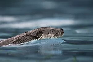 Images Dated 22nd July 2005: Eurasian otter - swimming. France