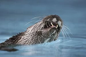 Eurasian otter - in water, close-up of mouth