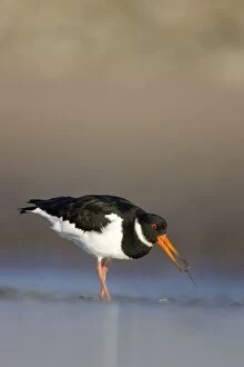 (Eurasian) Oystercatcher - Groundlevel view of bird foraging for worms in a tidal mudflats