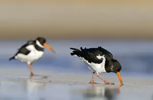 (Eurasian) Oystercatcher Probing into sand with its long bill for a worm. South Gare. Cleveland, UK. (Manipulated Image - to include the whole of the bird at the back)