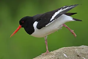 Eurasian Oystercatcher - standing on one leg. Pensthorpe - Norfolk - UK