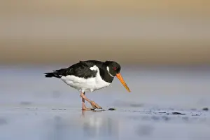 Mudflat Prints: (Eurasian) Oystercatcher Walking across tidal mudflats and sand in winter