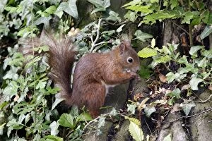 Images Dated 5th June 2005: Eurasian Red Squirrel. (European Squirrel )