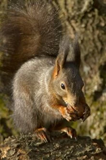 Vulgaris Gallery: Eurasian Red Squirrel - holding a walnut in its