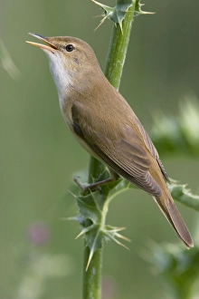 Images Dated 18th May 2006: Eurasian Reed Warbler - singing