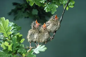 Mothers Day Prints: Eurasian Robin - young