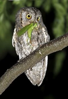 Images Dated 11th July 2010: Eurasian Scops Owl - adult perched on a branch of a tree