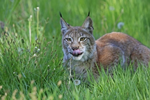 Images Dated 31st May 2009: Eurasian / Siberian Lynx
