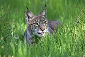 Images Dated 31st May 2009: Eurasian / Siberian Lynx