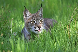 Images Dated 31st May 2009: Eurasian / Siberian Lynx