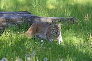 Images Dated 31st May 2009: Eurasian / Siberian Lynx