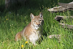 Images Dated 31st May 2009: Eurasian / Siberian Lynx