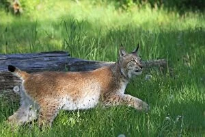Images Dated 31st May 2009: Eurasian / Siberian Lynx