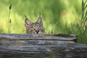 Images Dated 31st May 2009: Eurasian / Siberian Lynx