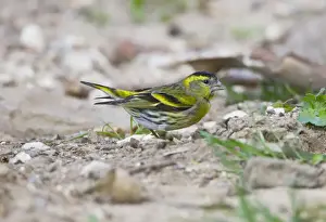 Siskin Prints: Eurasian Siskin - male - Andalucia - Spain - February