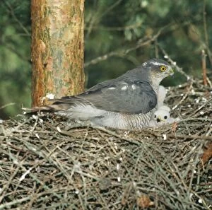 Eurasian SPARROWHAWK - Female at nest with chicks