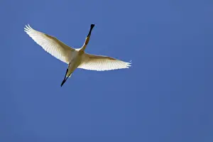 From Below Prints: Eurasian Spoonbill - adult in flight - Coto Donana - Southern Spain