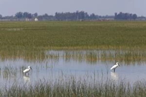 Images Dated 5th May 2010: Eurasian Spoonbill - two adults feeding in marsh