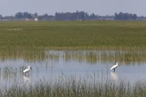Spoonbill Prints: Eurasian Spoonbill - two adults feeding in marsh - Coto Donana - Southern Spain