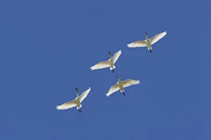 3 Gallery: Eurasian Spoonbill - birds in flight - Wadden Sea