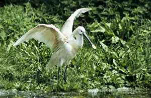 Spoonbill Prints: Eurasian Spoonbill - standing with open wings - France - Marquenterre