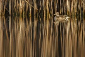 Eurasian Teal female swimming on marsh Galicia Spain