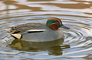 Eurasian Teal - male on water