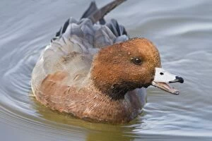 Wigeons Gallery: Eurasian Wigeon - adult male swimming