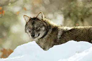 Eurasian Wolf - in snow - Germany JFL17185