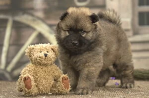 New Images March 2018 Gallery: Eurasier puppy Eurasier puppy