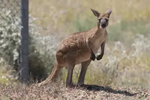 Euro - Inhabits dry rocky areas of inland and western Australia. This subspecies erubescens is known as Euro or Red Wallaroo and the eastern subspecies robustus is called Grey Wallaroo