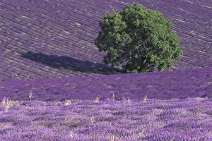 Europe, France, Provence, Sault, Lavender