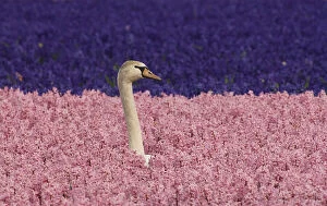 Images Dated 11th March 2011: Europe, Holland, Swan nesting and alert