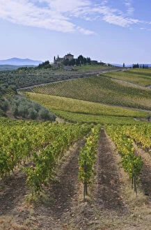 Images Dated 21st May 2012: Europe, Italy, Tuscany, Chianti, Vineyard