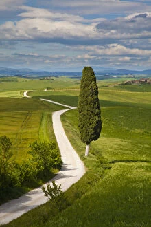 Europe, Italy, Tuscany. Icon Lone Tree