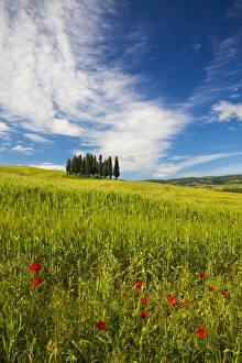 Europe, Italy, Tuscany. Tuscan Hill Side