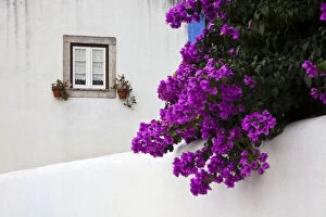 Europe, Portugal, Obidos. Beautiful bougainvillea