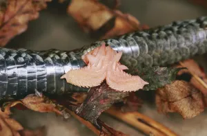 Viper Prints: European Adder DOW 2 Male showing Hemipenis