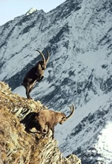 European / Alpine Ibex - fighting on cliff edge