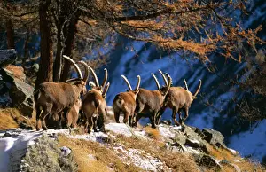 Walking Prints: European / Alpine Ibex Gran Paradiso National Park, Italy
