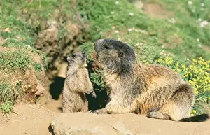 Home Prints: European / Alpine Marmot ED 654 Female & young