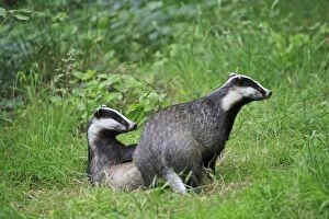 Images Dated 18th June 2009: European Badger - two